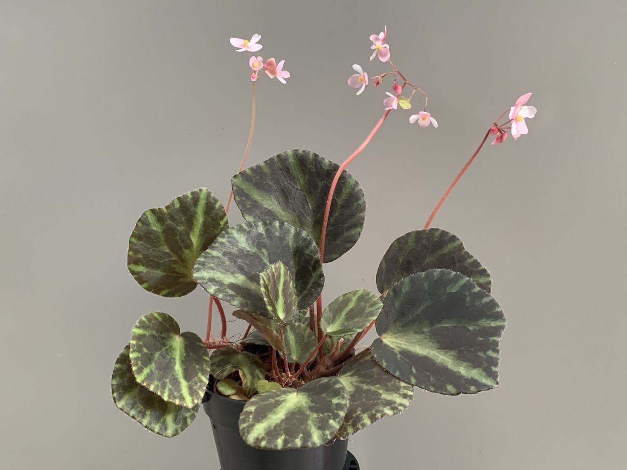 B. ‘Avery’s Exotic Queen’